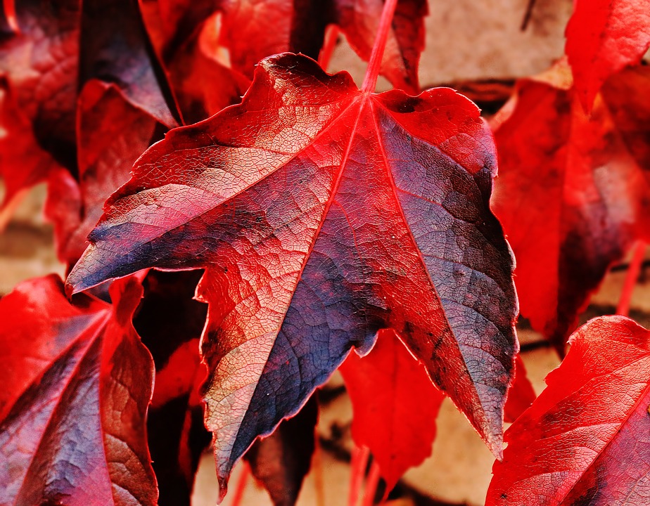 red-vine-leaf